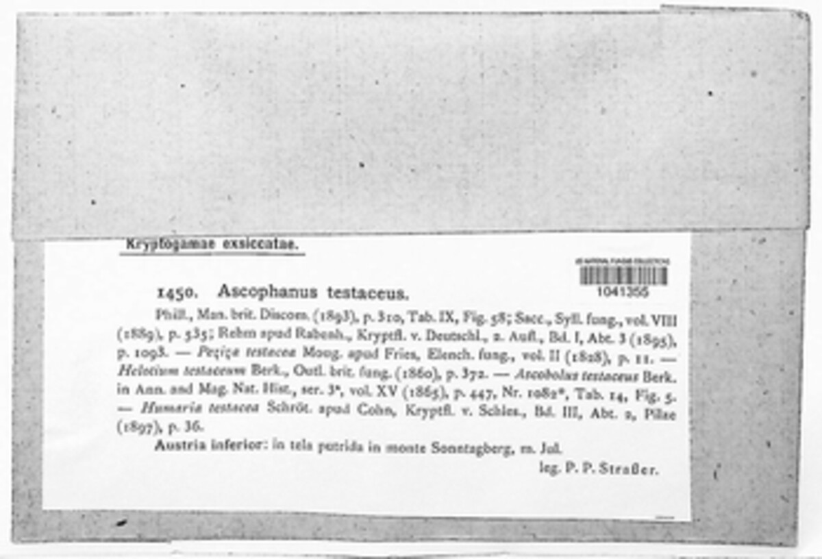 Ascophanus testaceus image